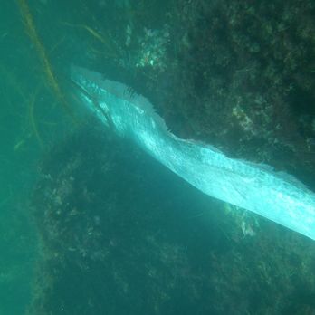 La Jolla Snorkeling Tour - Rae Oarfish about 18 feet long - Snorkeling Near Me - La Jolla, California La Jolla Snorkeling Tour - Rae Oarfish about 18 feet long - Snorkeling Near Me - La Jolla, California