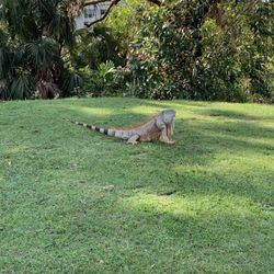 Iguana
