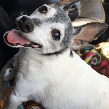 Old Dog Haven - Stewart- our late final refuge foster - Community Service/Non-Profit Near Me