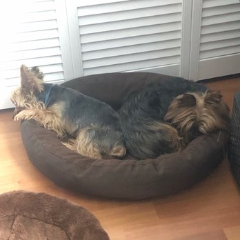 Woolbright Veterinary Clinic - Our puppies - Veterinarians Near Me - Boynton Beach, Florida
