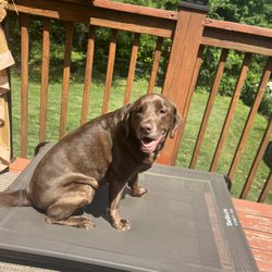 Modular K9 Solutions 