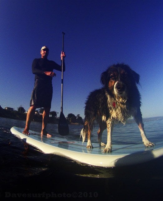 Santa Cruz Stand Up Paddle Board Company Logo