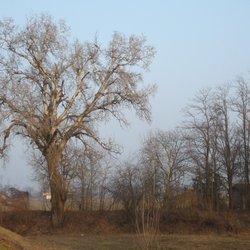 Albero