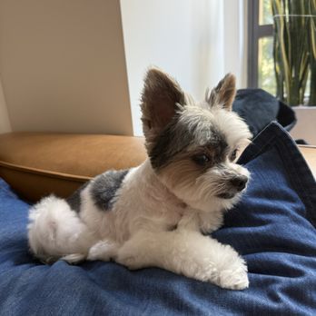 21 Pooch - Oliver, a 12 year old Biewer Yorkie, freshly groomed by 21 Pooch DTLA - Pet Groomers Near Me - Los Angeles, California