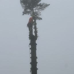 Keith at work on taking a star pine down.