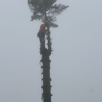 Tree Care By Gibson - Keith at work on taking a star pine down. - Tree Services Near Me