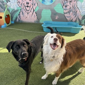 Down To Earth Dogs - Pet Training Near Me Down To Earth Dogs - Pet Training Near Me