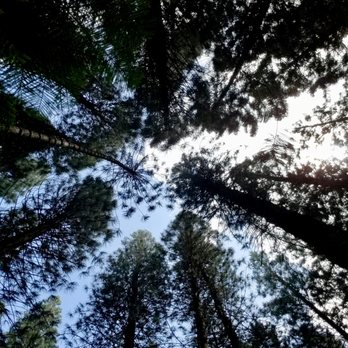 Ma'akua Ridge Trail - Looking straight up at the Cooke pines - Hiking Near Me - Hauula, Hawaii Ma'akua Ridge Trail - Looking straight up at the Cooke pines - Hiking Near Me - Hauula, Hawaii