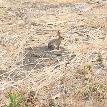 Eucalyptus Trail Loop - Cute little bunny along the trail - Hiking Near Me - Chino Hills, California
