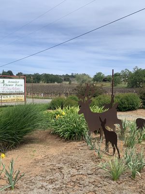 Amador Flower Farm by null