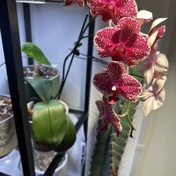 Noble Plants