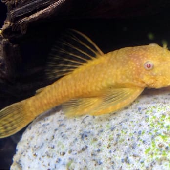 Aquarium Co-Op - We bought this Bristlenose Pleco about six months ago and he is doing great :) so healthy and so much personality! - Aquarium Services Near Me - Edmonds, Washington Aquarium Co-Op - We bought this Bristlenose Pleco about six months ago and he is doing great :) so healthy and so much personality! - Aquarium Services Near Me - Edmonds, Washington