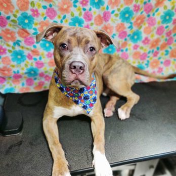 transfurmations mobile pet spa