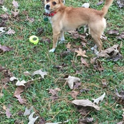 Wiggley Field - My four legged best buddy ever