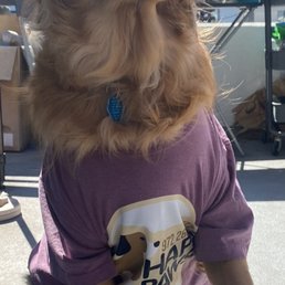 Starr Dog Behavior: Transform Your Pet’s Habits Today