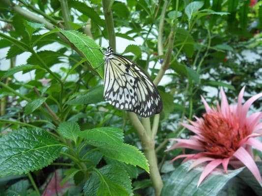 The Key West Butterfly and Nature Conservatory by null