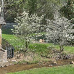 Cedar Falls Resort - Spring time in the Smoky Mountains is always Beautiful at Cedar Falls Resort