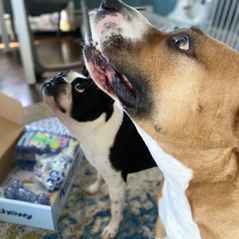 Cozy Noses Bed & Breakfast For Pets - Pet Training Near Me - Bohemia, New York Cozy Noses Bed & Breakfast For Pets - Pet Training Near Me - Bohemia, New York