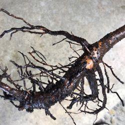 Laguna Hills Nursery - Root rot from bad citrus potting soil... now getting ready to repot with Gary toppot potting soil