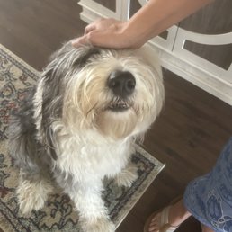 Before grooming. Needs a bath and a brush.