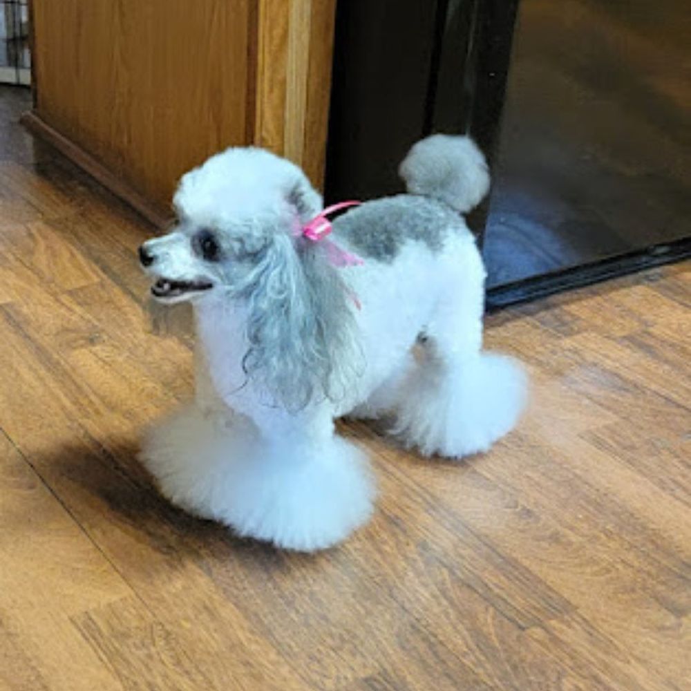 Florida Dog With Style - Sassy - Pet Services Near Me - Dade City, Florida Florida Dog With Style - Sassy - Pet Services Near Me - Dade City, Florida