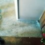 Photo of Reeves Carpet Cleaning
