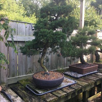 BC Bonsai - Nurseries & Gardening Near Me - Wheaton, Illinois