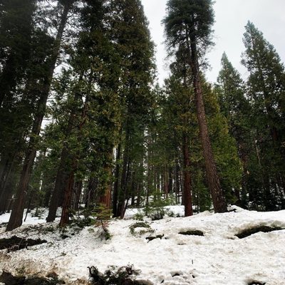 Wawona Campground by null