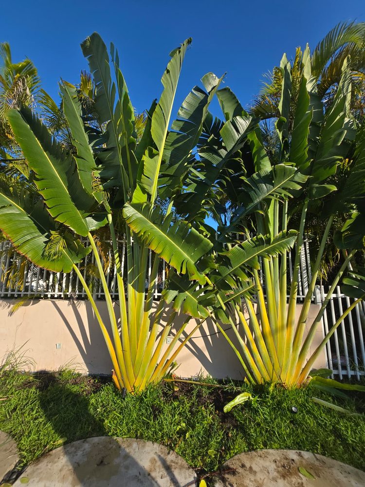 Heaven's Touch Maintenance - tree service in Miami, FL