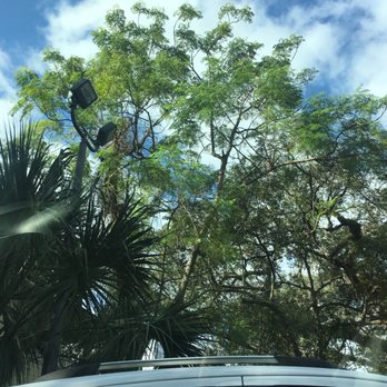 Lake Eola Park - Gorgeous trees with this Spanish moss hanging from it. Air plants are cool - Parks Near Me - Orlando, Florida