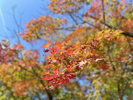 Suizenji Jojuen Garden by null