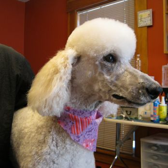 The Master's Choice Grooming Boutique - Quality Compassionate Grooming - Pet Groomers Near Me - Goffstown, New Hampshire The Master's Choice Grooming Boutique - Quality Compassionate Grooming - Pet Groomers Near Me - Goffstown, New Hampshire