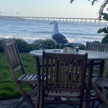 The Shoals Restaurant - The seagulls took over dinner. We had to guard our table because they were so sneaky. - Seafood Near Me - Mussel Shoals, California The Shoals Restaurant - The seagulls took over dinner. We had to guard our table because they were so sneaky. - Seafood Near Me - Mussel Shoals, California