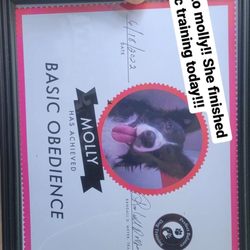 Perfect Balance Dog Training