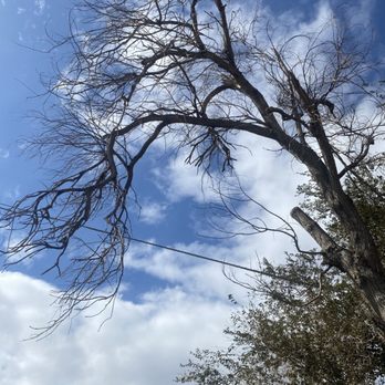 Tree Co - This one is going to be fun. Drone ready for action - Tree Services Near Me Tree Co - This one is going to be fun. Drone ready for action - Tree Services Near Me