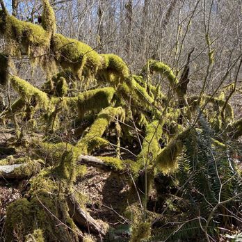 Wildwood Recreation Site - Moss on branches - Recreation Centers Near Me - Welches, Oregon Wildwood Recreation Site - Moss on branches - Recreation Centers Near Me - Welches, Oregon
