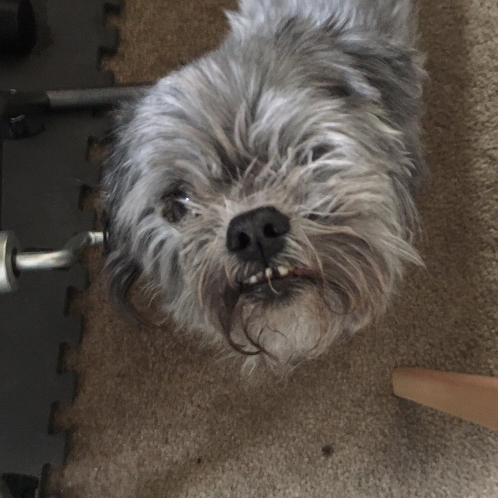 Pucci Parlour - Chewie the Chewisaurus caught before giving him a treat. These Pucci Parlour Professionals are top notch. - Pet Groomers Near Me - Manotick, Ontario Pucci Parlour - Chewie the Chewisaurus caught before giving him a treat. These Pucci Parlour Professionals are top notch. - Pet Groomers Near Me - Manotick, Ontario