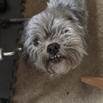Pucci Parlour - Chewie the Chewisaurus caught before giving him a treat. These Pucci Parlour Professionals are top notch. - Pet Groomers Near Me - Manotick, Ontario