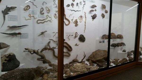 World Museum of Natural History by null