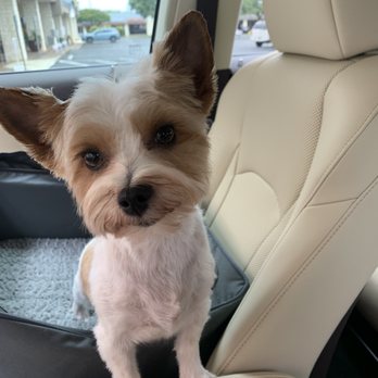 Dirty Dog - Kanye after his groom - Pet Groomers Near Me - Austin, Texas