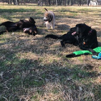 Austin Dog Zone - Play time! - Pet Training Near Me Austin Dog Zone - Play time! - Pet Training Near Me