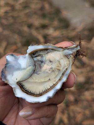 Tomales Bay Oyster Company by null