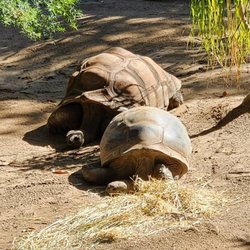 Sydney Zoo