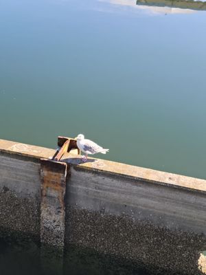 Bremerton Ferry Terminal by null