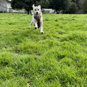 Project Pooch - Pet Training Near Me - Petaluma, California Project Pooch - Pet Training Near Me - Petaluma, California
