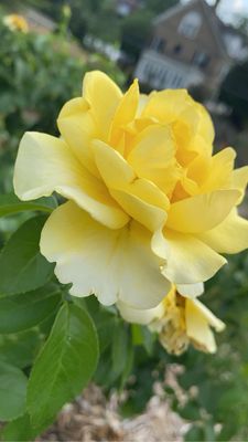 Ritter Park Rose Garden by null