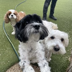 JGO's Lucky Dog - The 2 in the front are my fur babies