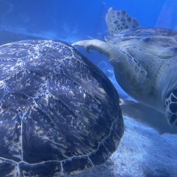 Maritime Aquarium - Giant turtles - Aquariums Near Me - Norwalk, Connecticut Maritime Aquarium - Giant turtles - Aquariums Near Me - Norwalk, Connecticut