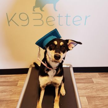 K9 Better - Pet Training Near Me