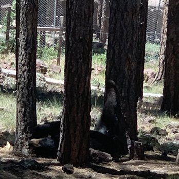 Bearizona - Zoos Near Me - Williams, Arizona Bearizona - Zoos Near Me - Williams, Arizona